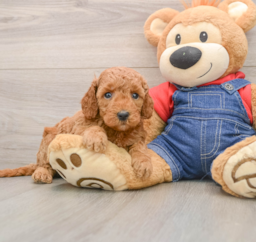 7 week old Mini Goldendoodle Puppy For Sale - Puppy Love PR