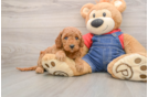 Best Mini Goldendoodle Baby