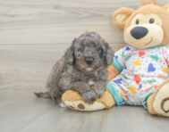 9 week old Mini Goldendoodle Puppy For Sale - Puppy Love PR