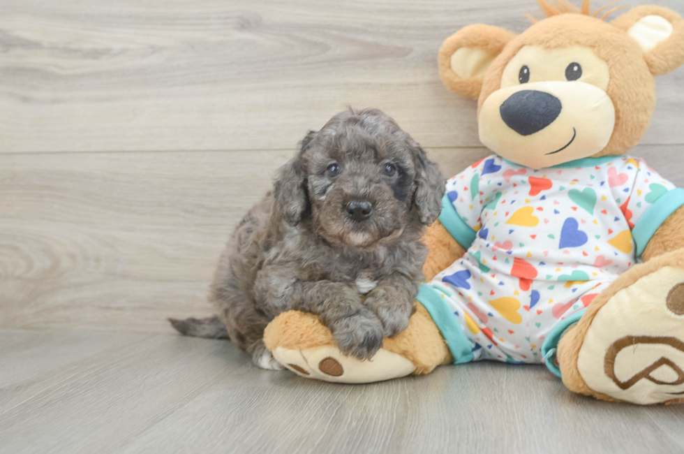 6 week old Mini Goldendoodle Puppy For Sale - Puppy Love PR
