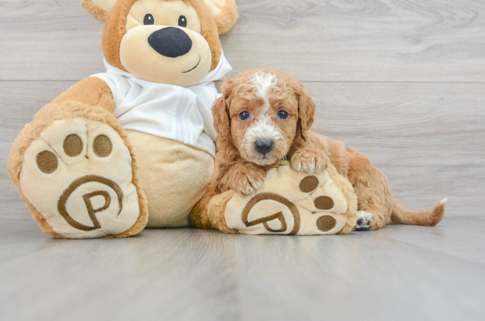 5 week old Mini Goldendoodle Puppy For Sale - Puppy Love PR