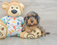 8 week old Mini Goldendoodle Puppy For Sale - Puppy Love PR