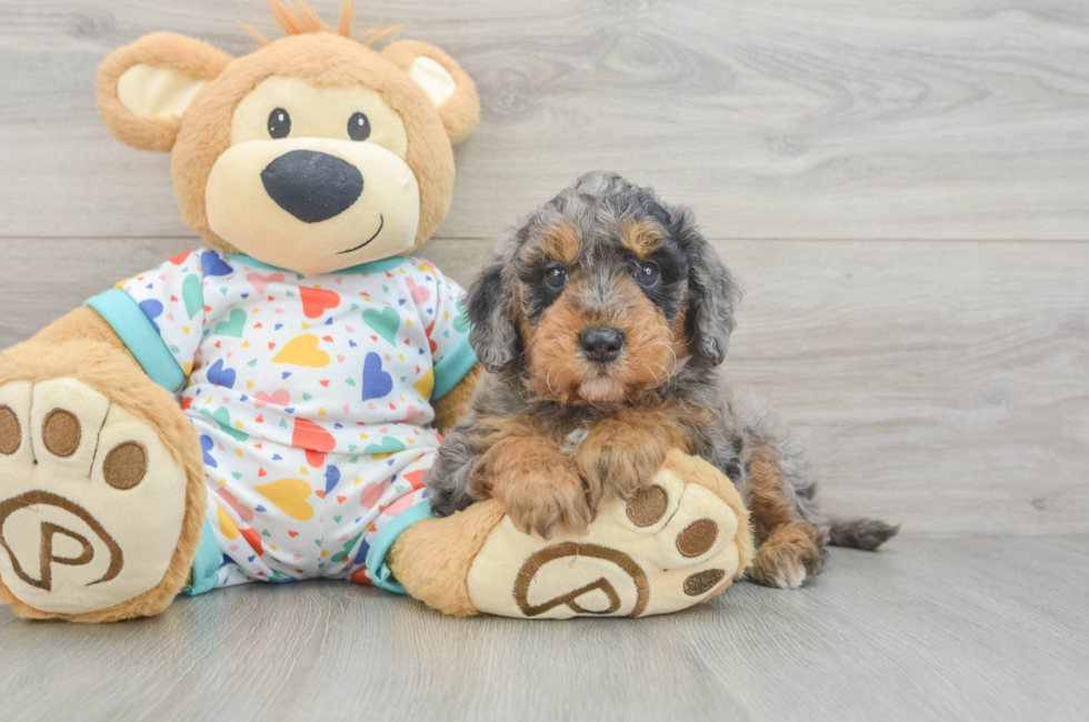 6 week old Mini Goldendoodle Puppy For Sale - Puppy Love PR
