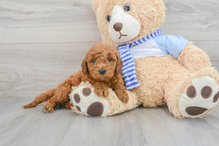 Fluffy Mini Goldendoodle Poodle Mix Pup
