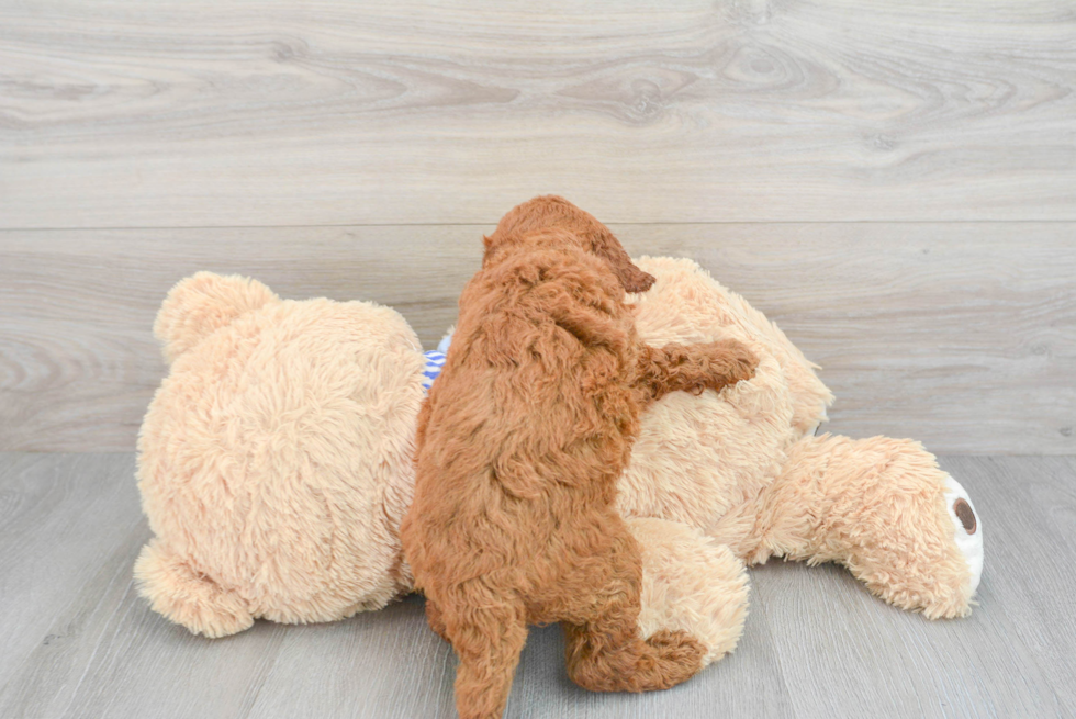 Mini Goldendoodle Pup Being Cute