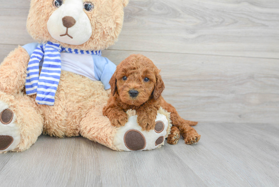 Mini Goldendoodle Puppy for Adoption