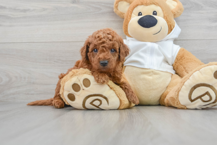 Mini Goldendoodle Pup Being Cute