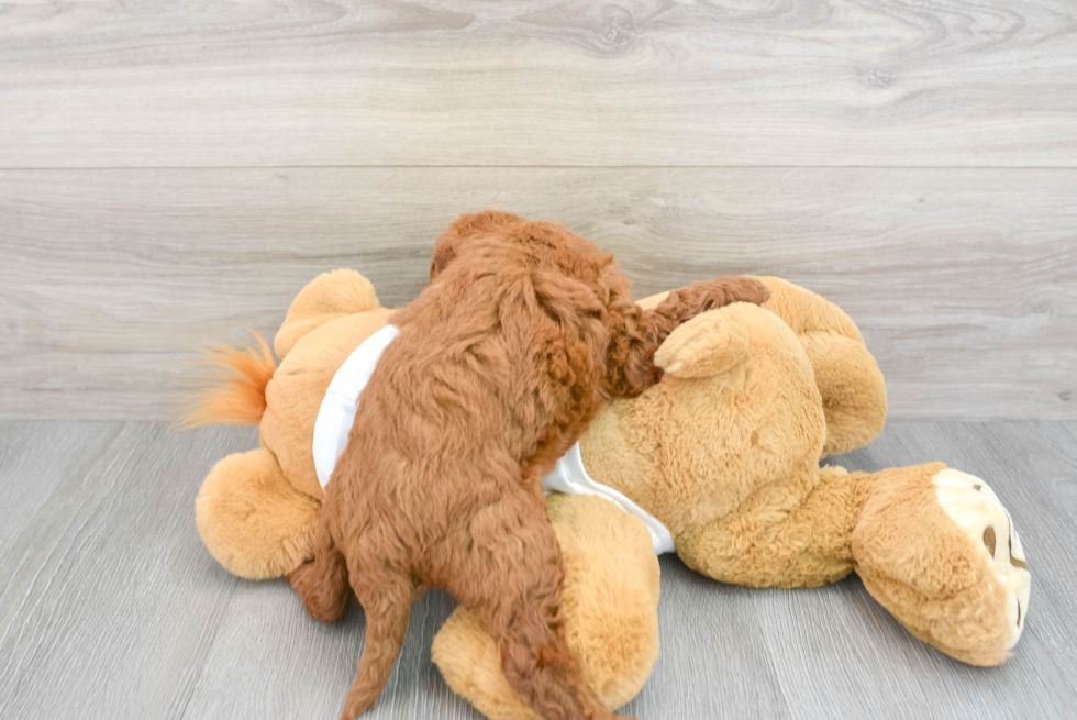 Happy Mini Goldendoodle Baby