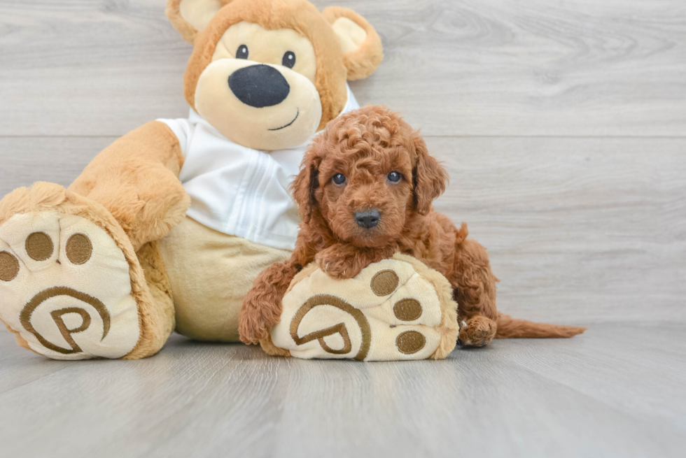 Mini Goldendoodle Pup Being Cute