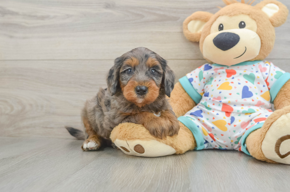 6 week old Mini Goldendoodle Puppy For Sale - Puppy Love PR
