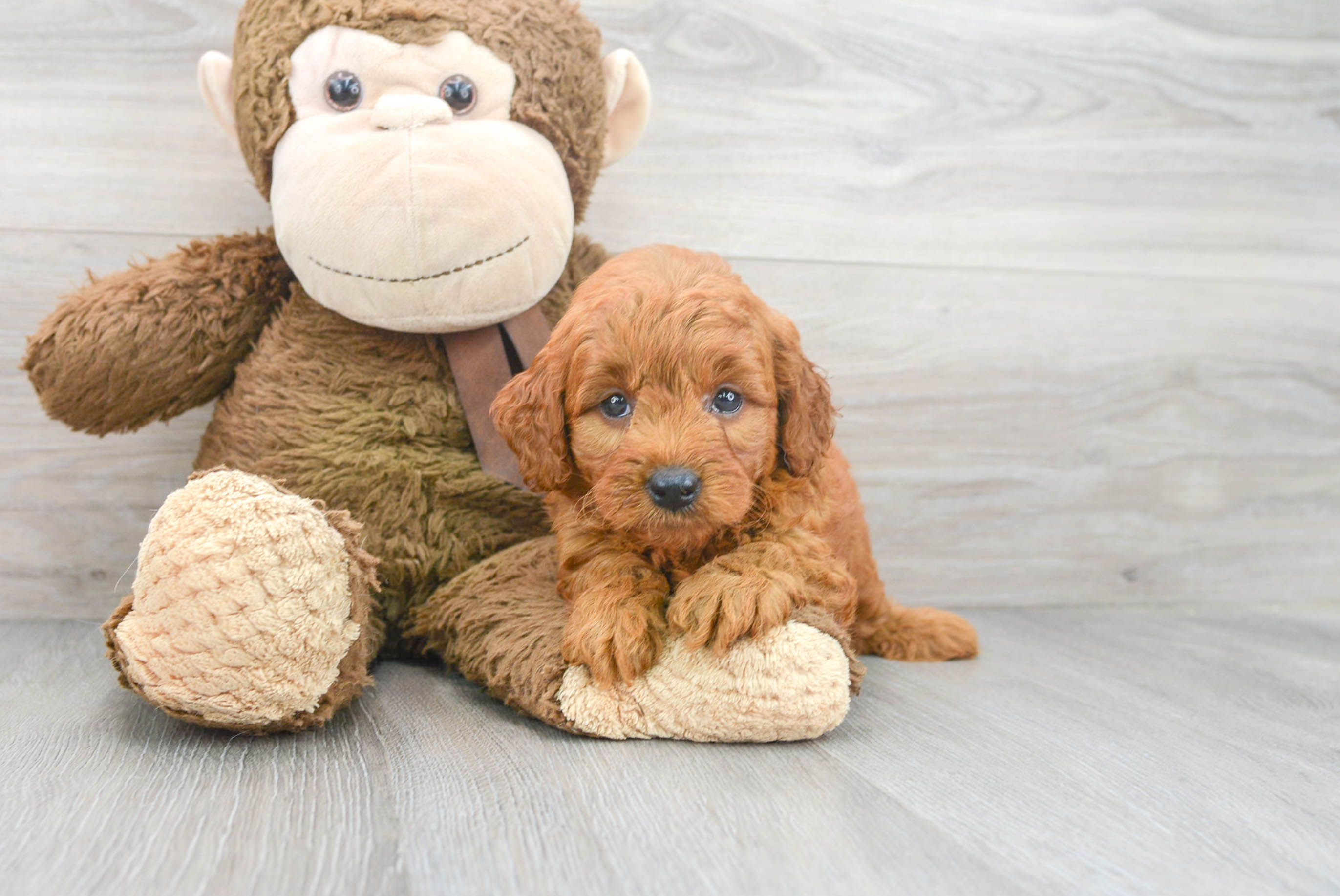 Small Mini Goldendoodle Baby