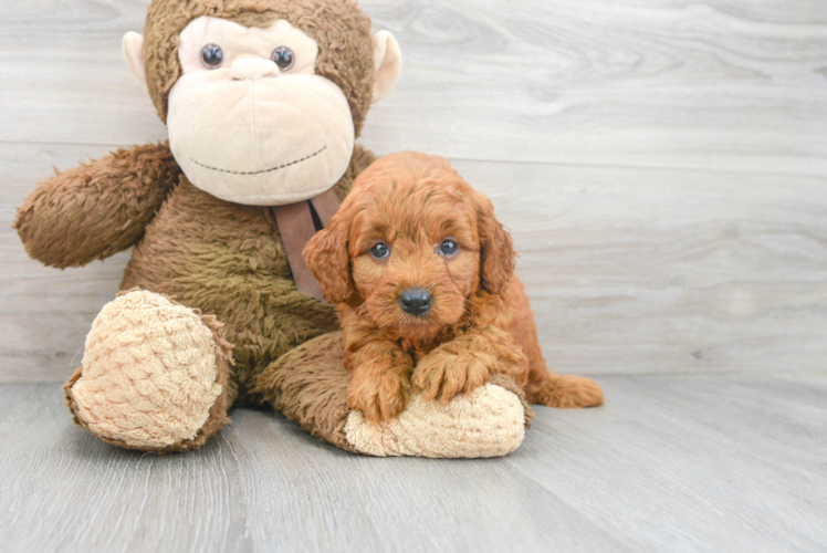 Meet Hudson - our Mini Goldendoodle Puppy Photo 1/3 - Puppy Love PR Small Mini Goldendoodle Baby