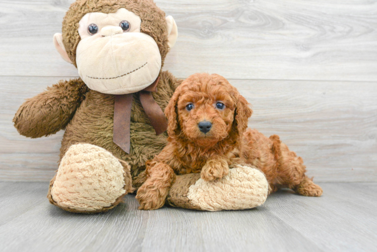 Meet Hudson - our Mini Goldendoodle Puppy Photo 1/3 - Puppy Love PR Mini Goldendoodle Puppy for Adoption