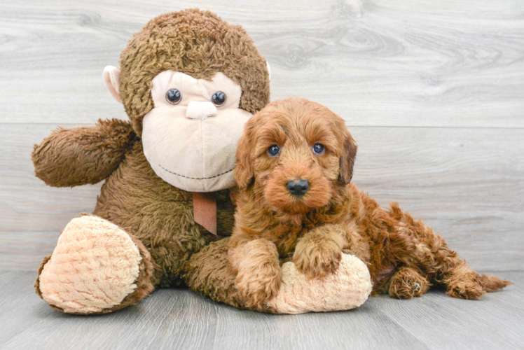 Meet Hudson - our Mini Goldendoodle Puppy Photo 1/3 - Puppy Love PR Popular Mini Goldendoodle Poodle Mix Pup