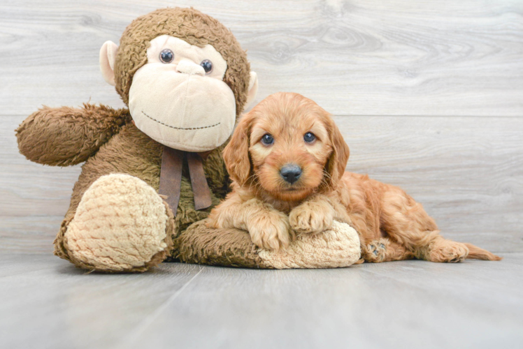 Funny Mini Goldendoodle Poodle Mix Pup