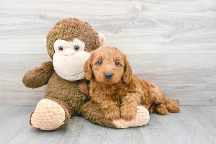 Meet Hugo - our Mini Goldendoodle Puppy Photo 1/3 - Puppy Love PR Fluffy Mini Goldendoodle Poodle Mix Pup
