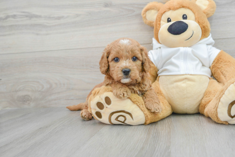 Meet Jax - our Mini Goldendoodle Puppy Photo 1/3 - Puppy Love PR Small Mini Goldendoodle Baby