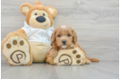 Petite Mini Goldendoodle Poodle Mix Pup