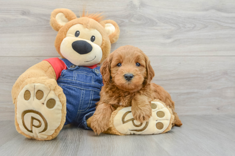 6 week old Mini Goldendoodle Puppy For Sale - Puppy Love PR