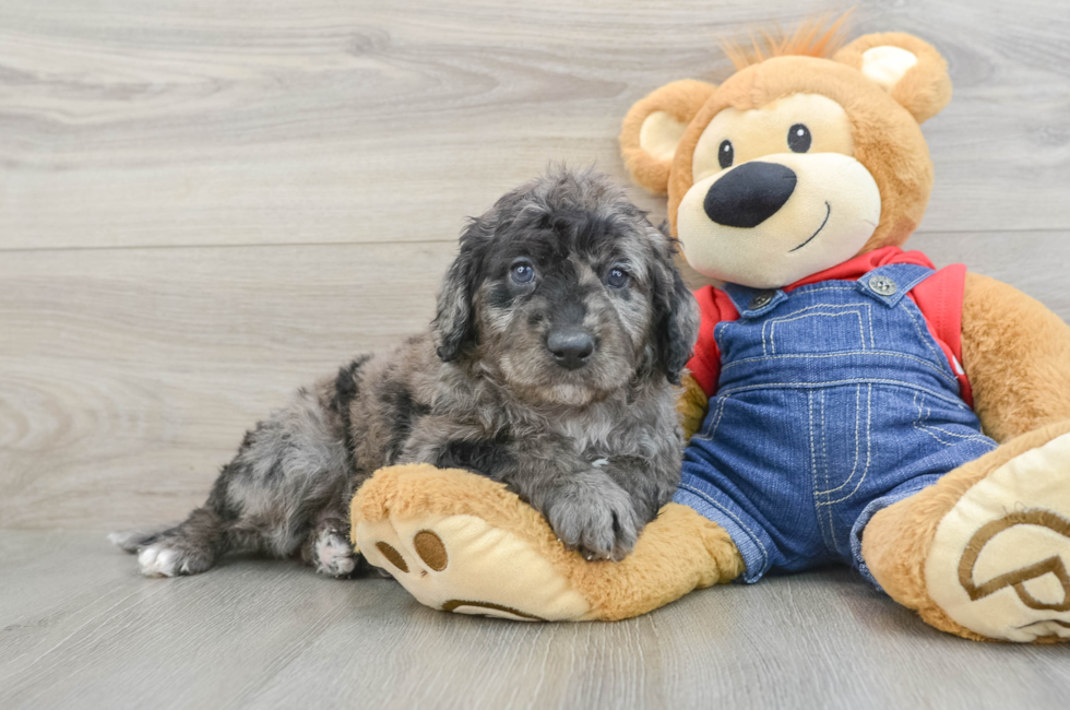 6 week old Mini Goldendoodle Puppy For Sale - Puppy Love PR