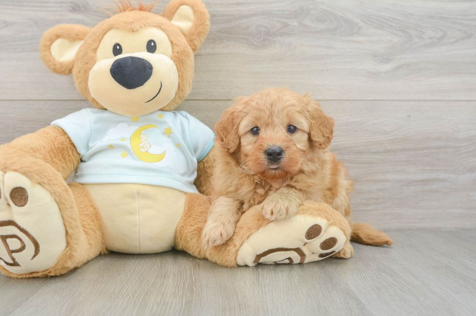 5 week old Mini Goldendoodle Puppy For Sale - Puppy Love PR