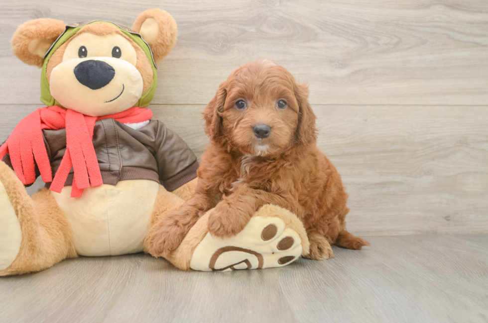 5 week old Mini Goldendoodle Puppy For Sale - Puppy Love PR