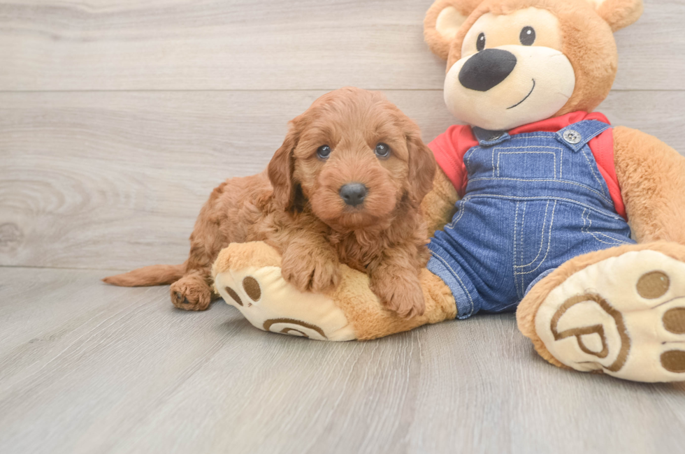 5 week old Mini Goldendoodle Puppy For Sale - Puppy Love PR