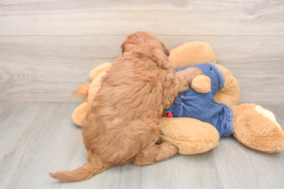 Best Mini Goldendoodle Baby