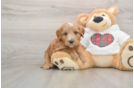 Mini Goldendoodle Puppy for Adoption