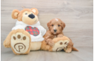 Mini Goldendoodle Puppy for Adoption