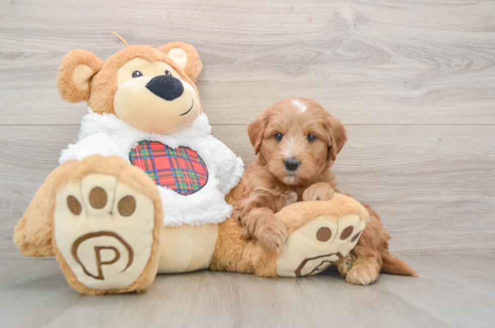 5 week old Mini Goldendoodle Puppy For Sale - Puppy Love PR