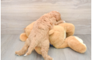 Mini Goldendoodle Pup Being Cute