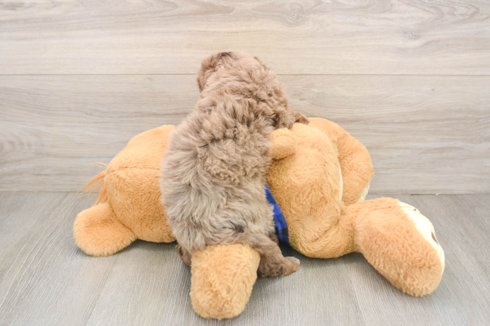 Mini Goldendoodle Pup Being Cute
