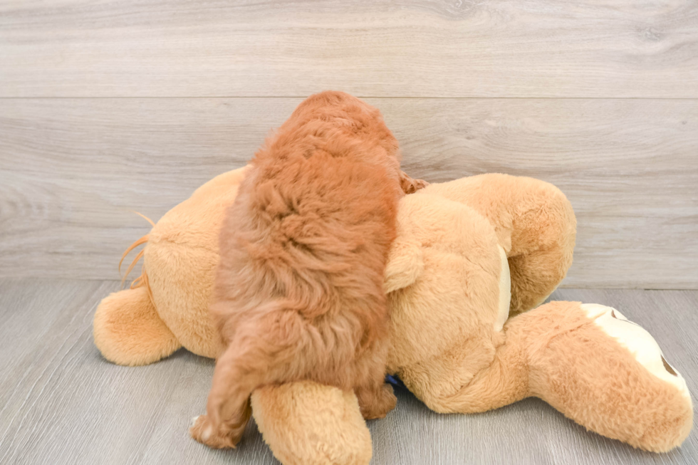 Energetic Golden Doodle Poodle Mix Puppy