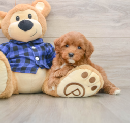7 week old Mini Goldendoodle Puppy For Sale - Puppy Love PR
