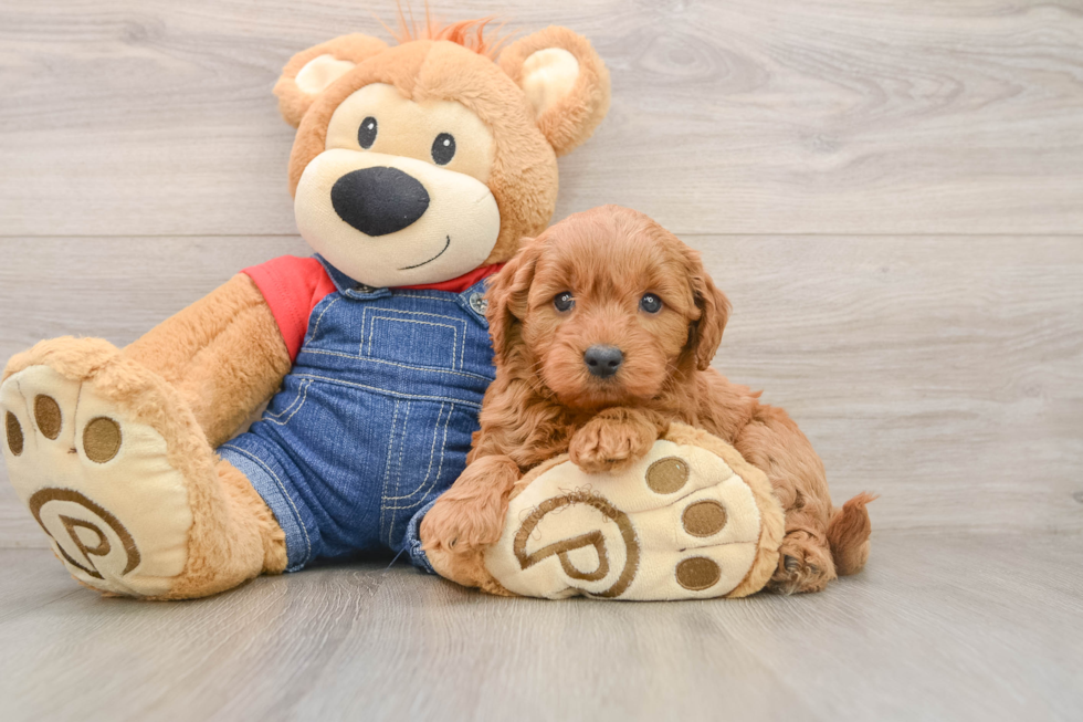 Mini Goldendoodle Pup Being Cute