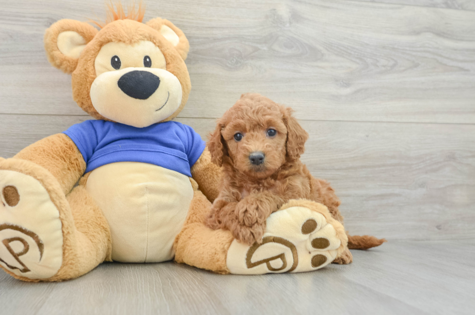 7 week old Mini Goldendoodle Puppy For Sale - Puppy Love PR