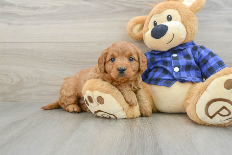 Meet Jessa - our Mini Goldendoodle Puppy Photo 1/3 - Puppy Love PR Mini Goldendoodle Pup Being Cute