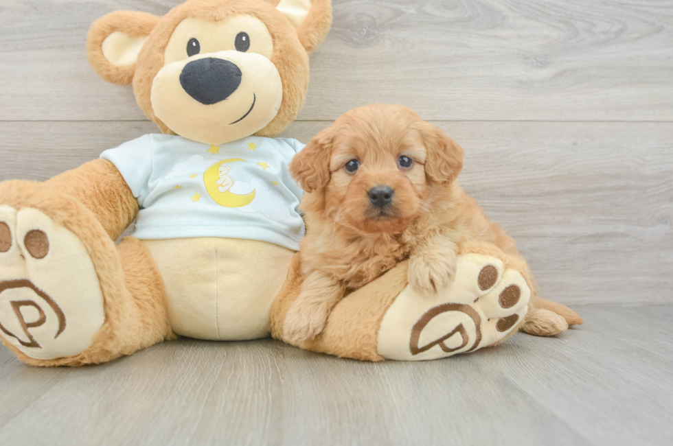 5 week old Mini Goldendoodle Puppy For Sale - Puppy Love PR