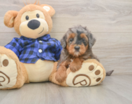 7 week old Mini Goldendoodle Puppy For Sale - Puppy Love PR