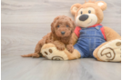Petite Mini Goldendoodle Poodle Mix Pup
