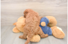 Cute Mini Goldendoodle Baby