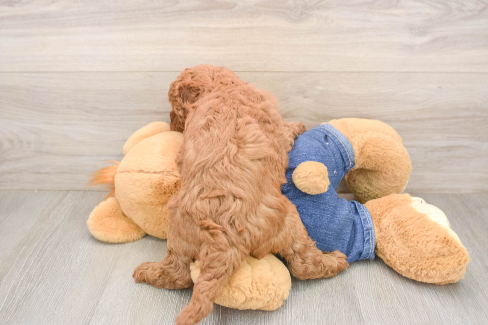 Cute Mini Goldendoodle Baby