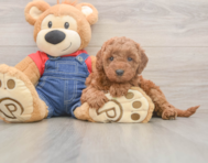 7 week old Mini Goldendoodle Puppy For Sale - Puppy Love PR