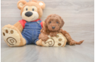 Mini Goldendoodle Puppy for Adoption