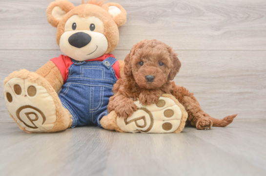 Mini Goldendoodle Puppy for Adoption
