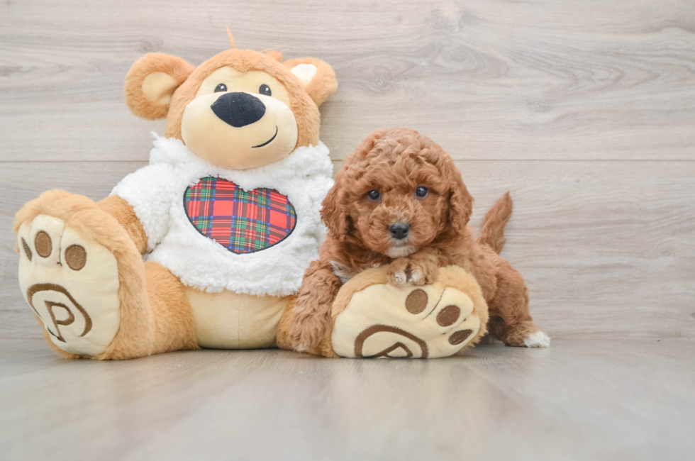 5 week old Mini Goldendoodle Puppy For Sale - Puppy Love PR