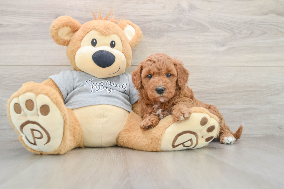 Best Mini Goldendoodle Baby