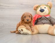 7 week old Mini Goldendoodle Puppy For Sale - Puppy Love PR