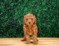 8 week old Mini Goldendoodle Puppy For Sale - Puppy Love PR